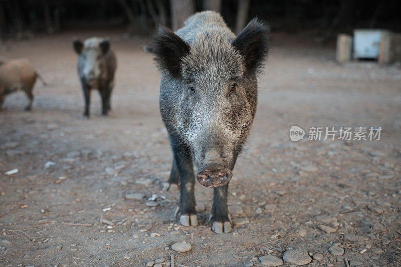 野猪(Sus scrofa)，欧亚野猪